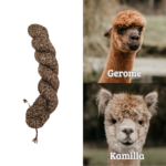 Gerome & Kamilla 100% pure Alpaca