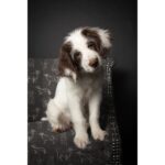 Katoen canvas honden grijs